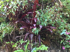 Tillandsia pastensis