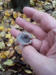 Tephrocybe rancida