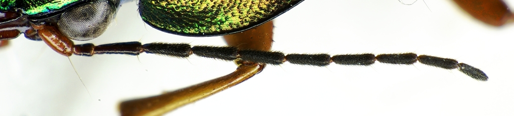Chlaenius nigricornis
