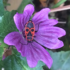 Pyrrhocoris apterus