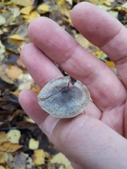 Tephrocybe rancida