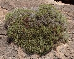 Eriogonum heermannii