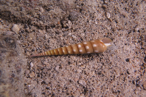 Terebra guttata, 2025-07-30