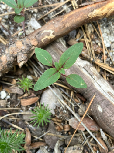 iNaturalist observation photo of diamond clarkia