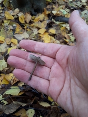 Tephrocybe rancida