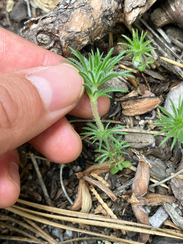 iNaturalist observation photo of Leptosiphon