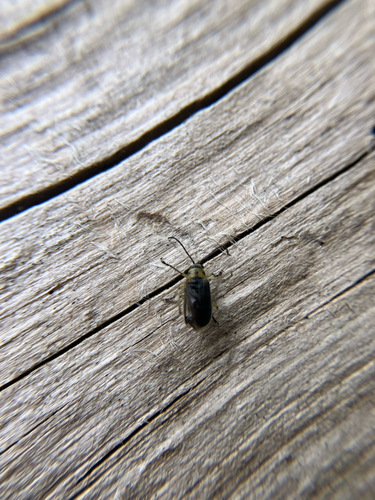 iNaturalist observation photo of Encelia Leaf Beetle