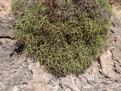 Eriogonum heermannii