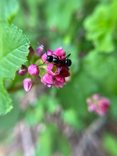 iNaturalist observation photo of Carpenter Ants, Typical Sugar Ants and Allies