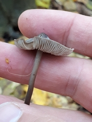 Tephrocybe rancida