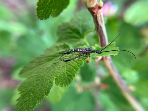 iNaturalist observation photo of American Square-headed Snakeflies