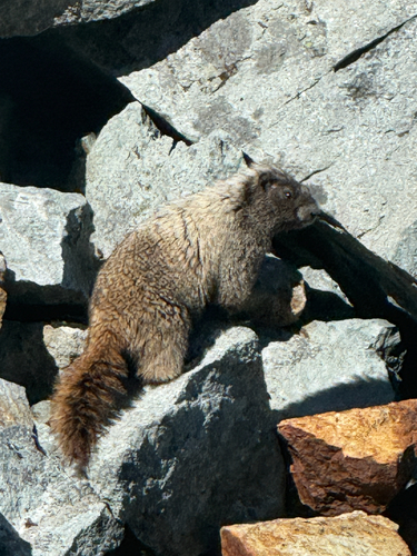Cascade Hoary Marmot