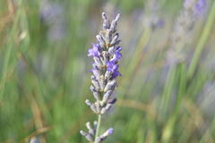 Lavandula angustifolia