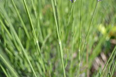 Lavandula angustifolia