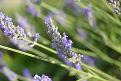 Lavandula angustifolia