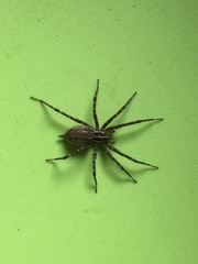 Agelenopsis