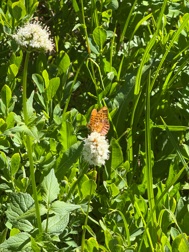Pacific Fritillary photo 6