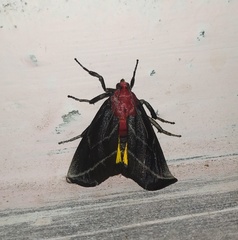 Toccolosida rubriceps