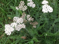 Achillea millefolium