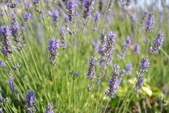Lavandula angustifolia