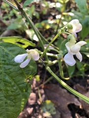 Phaseolus vulgaris