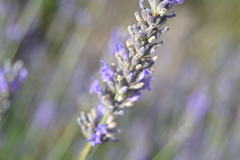 Lavandula angustifolia