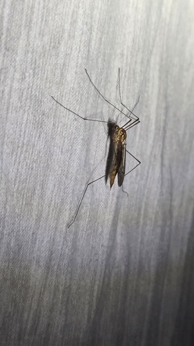 Unknown species found near Teton County, US-WY, US