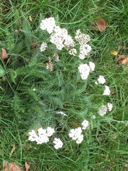 Achillea millefolium