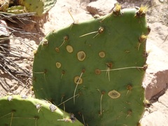 Phyllosticta concava