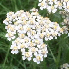 Achillea millefolium