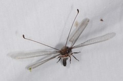 Ululodes quadripunctatus