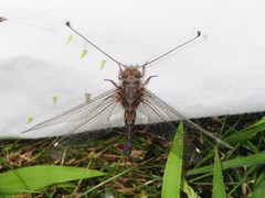 Ululodes quadripunctatus