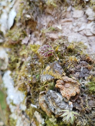 Bulbophyllum lemniscatum