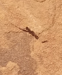 Pogonomyrmex rugosus
