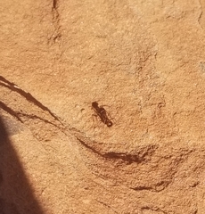 Pogonomyrmex rugosus