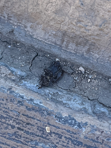 Hunting Billbug photo 4