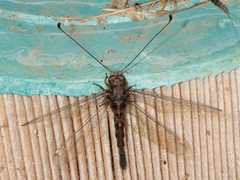 Ululodes quadripunctatus