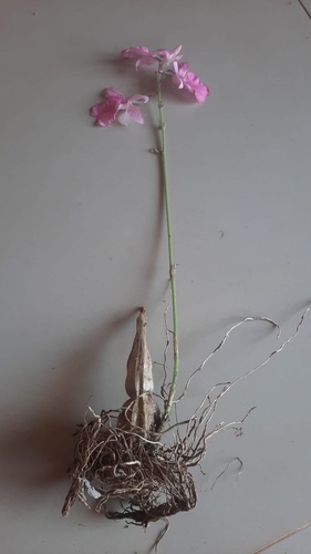 Calanthe rosea