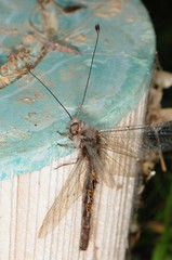 Ululodes quadripunctatus