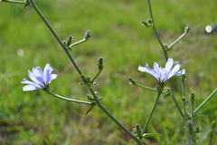 Cichorium intybus