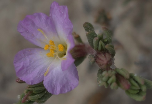 Bristly Sea-heath (Frankenia serpyllifolia)