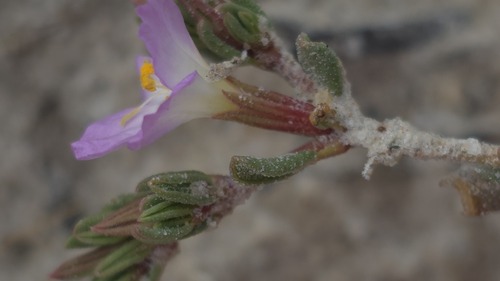 Frankenia serpyllifolia, photograph 1