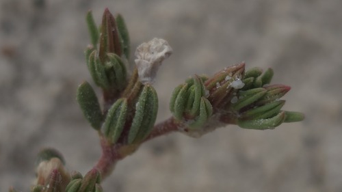 Frankenia serpyllifolia, photograph 2