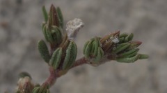 Frankenia serpyllifolia, photograph (c) Petra Holland, some rights reserved (CC BY)