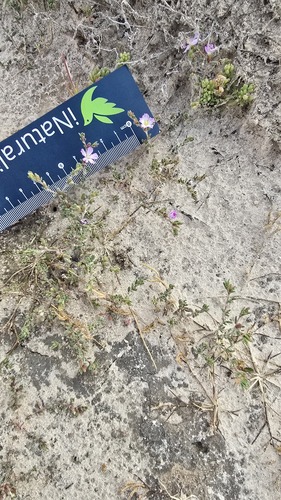 Frankenia serpyllifolia, photograph 4