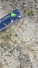 Frankenia serpyllifolia, photograph (c) Petra Holland, some rights reserved (CC BY)