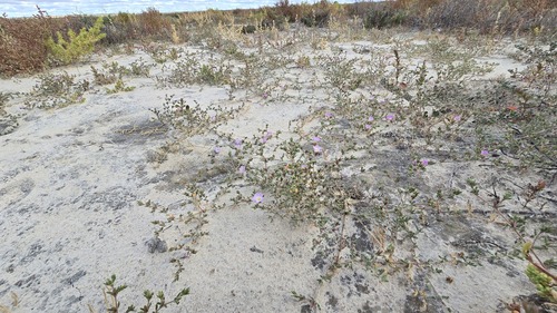 Frankenia serpyllifolia, photograph 3