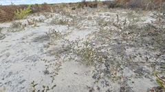 Frankenia serpyllifolia, photograph (c) Petra Holland, some rights reserved (CC BY)