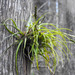 Leatherleaf Airplant - Photo (c) Ronda Groom, some rights reserved (CC BY-NC), uploaded by Ronda Groom
