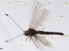 Ululodes quadripunctatus